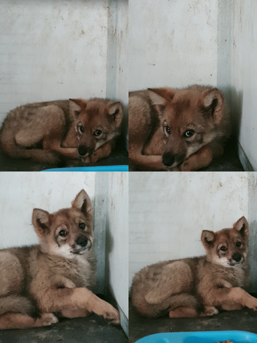 믹스견 이미지 파일 입니다.